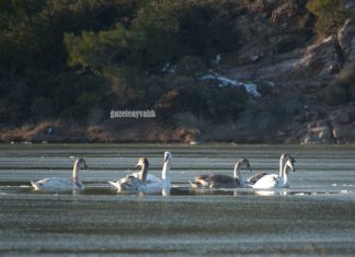 AYVALIK’IN EN GÜZEL MİSAFİRLERİ