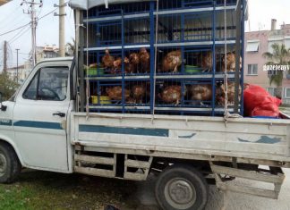 RAPORSUZ KANATLI HAYVAN NAKLİNE CEZA