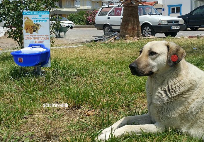 ayvalik-sokak-hayvanlari