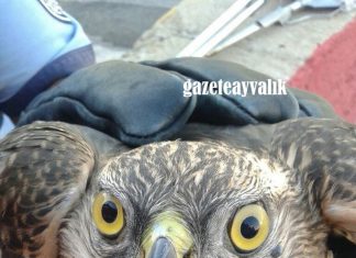 AVLANIRKEN YARALANAN ŞAHİN, İTFAİYENİN KONUĞU OLACAK