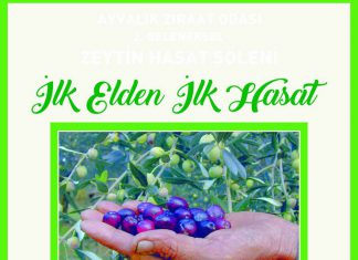 ZİRAAT ODASI HASAT 2. GELENEKSEL ZEYTİN HASAT ŞÖLENİ