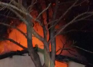 İHBAR, ÇAM AĞAÇLARINI YANMAKTAN KURTARDI