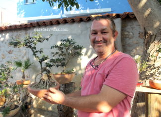 ZEYTİN FİDANLARININ BONSAİ YOLCULUĞU