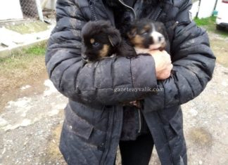 BOĞULMA TEHLİKESİ YAŞAYAN YAVRU KÖPEKLERİ İTFAİYE KURTARDI