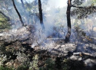 ALTINOVA’DA ZEYTİNLİK, SARIMSAKLI’DA ORMANLIK ALANDA YANGIN