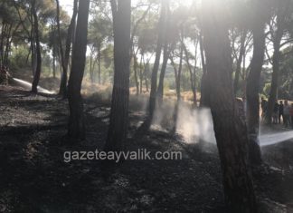 AYVALIK’TA ORMANLIK ALAN YANGINI 1 SAATTE SÖNDÜRÜLDÜ
