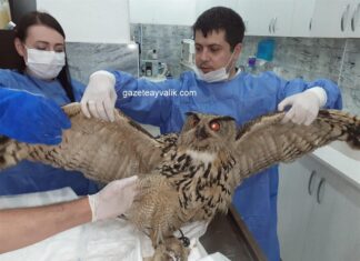 KARACA YAVRUSU VE PUHU KUŞUNUN TEDAVİSİ YAPILDI