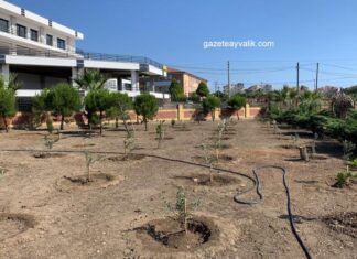 AYVALIK MESLEK YÜKSEK OKULU ZEYTİN FİDANLARI İLE DONATILDI