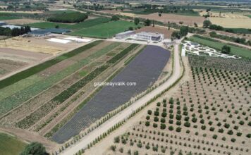 BAÇEM TÜRKİYE’NİN EN BÜYÜK BAL ORMANI PROJESİNİ HAYAT GEÇİRECEĞİNİ AÇIKLADI