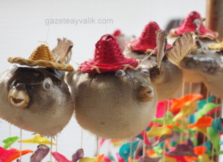 ZEHİRLİ BALON BALIĞI SÜS EŞYASI OLDU