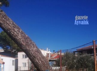 CUNDA ADASI’NDA YARIM ASIRLIK AĞACIN KESİLMESİNE TEPKİ