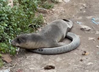 Ayvalık sokaklarında bir Akdeniz Foku