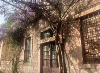 AYVALIK’TA MOR SALKIM ZAMANI