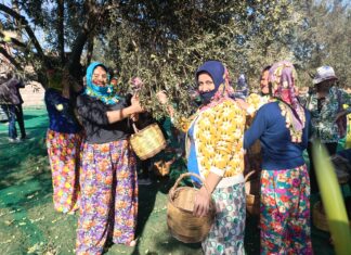 AYVALIK 19. ULUSLARARASI ZEYTİN HASAT VE TURİZM FESTİVALİ BAŞLADI
