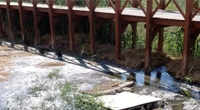 Ayvalık’ta Doğal Miras Tehlikede: Şeytan Sofrası Sulak Alanına Kanalizasyon Sızıntısı