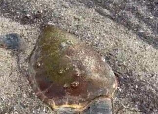 Ayvalık’ta ölü deniz kaplumbağası kıyıya vurdu