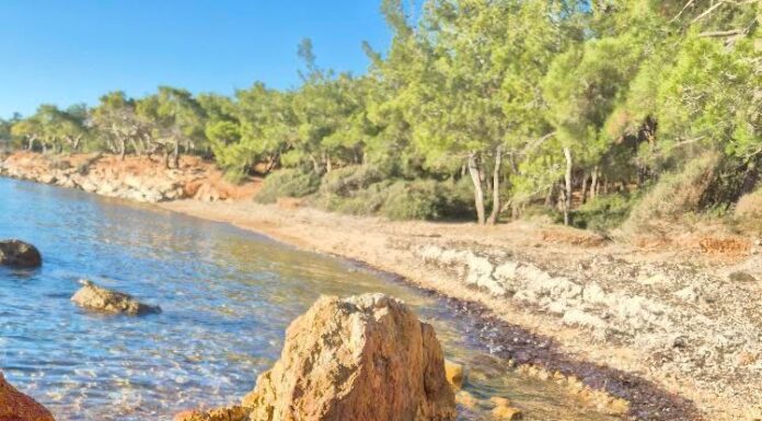Cunda’da Üzücü Manzara: Ölü Deniz Kaplumbağası Kıyıya Vurdu