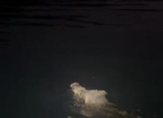 Ayvalık’ta Denizde Yüzen Domuz Görüntülendi