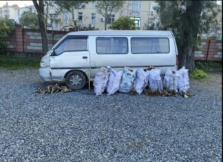 Ayvalık Tabiat Parkı’nda Zeytin Kökü Kaçakçılığı: 2 Gözaltı