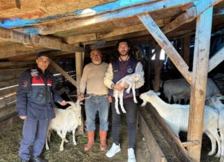 Gömeç’te Jandarma ve JASAT’tan “Dron” Operasyonu: 50 Küçükbaş hayvan bulundu