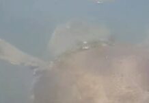 AYVALIK LİMANI’NDA MİSAFİR: KÖRFEZİN MÜDAVİMİ OLDUĞU DÜŞÜNÜLEN CARETTA CARETTA KAMERADA