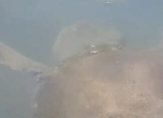 AYVALIK LİMANI’NDA MİSAFİR: KÖRFEZİN MÜDAVİMİ OLDUĞU DÜŞÜNÜLEN CARETTA CARETTA KAMERADA