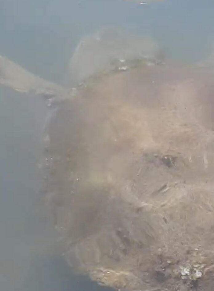 AYVALIK LİMANI’NDA MİSAFİR: KÖRFEZİN MÜDAVİMİ OLDUĞU DÜŞÜNÜLEN CARETTA CARETTA KAMERADA