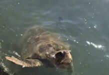 Bu Misafir Ayvalık’tan Vazgeçemiyor: Caretta Caretta Körfezin Müdavimi Oldu!