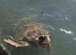Bu Misafir Ayvalık’tan Vazgeçemiyor: Caretta Caretta Körfezin Müdavimi Oldu!