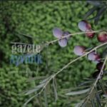 Ayvalık Zeytin Hasat Festivali’nde Tarih Değişikliği: 21. Festival 29 Ekim-1 Kasım’a Alındı