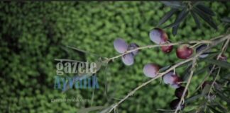 Ayvalık Zeytin Hasat Festivali’nde Tarih Değişikliği: 21. Festival 29 Ekim-1 Kasım’a Alındı
