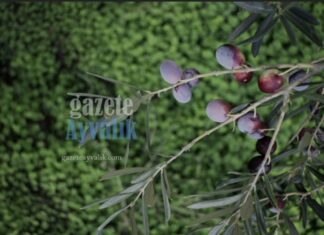Ayvalık Zeytin Hasat Festivali’nde Tarih Değişikliği: 21. Festival 29 Ekim-1 Kasım’a Alındı
