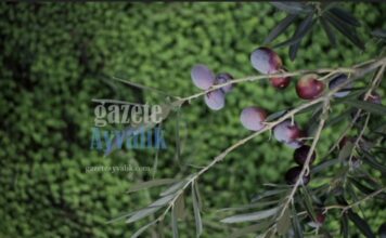 Ayvalık Zeytin Hasat Festivali’nde Tarih Değişikliği: 21. Festival 29 Ekim-1 Kasım’a Alındı