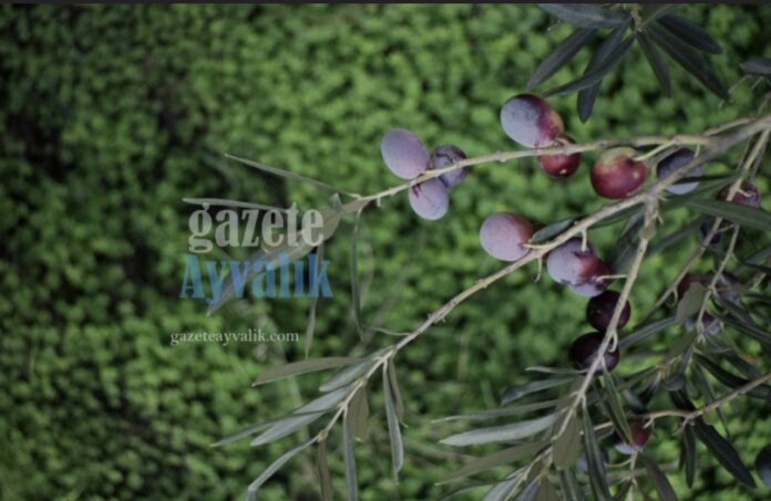 Screenshot_20260928_173925_videoeditor_videomaker_videoeditorforyoutube_VideoEditA